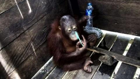 Orangutan in wooden cage