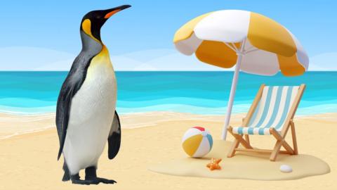 King penguin on a beach