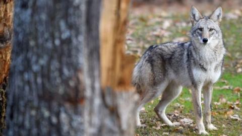 A coyote stands in the animal park of Sainte-Croix on November 22, 2018, in Rhodes, eastern France