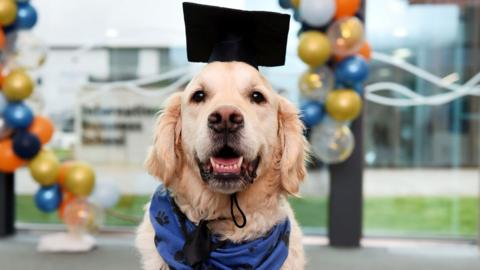 A golden retriever poses with a black mortar board hat on his head