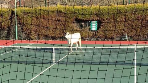 Cow seen waiting for first serve on tennis court