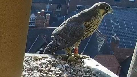 Peregrine falcon in Leicester known as TJC