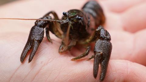 A white-clawed crayfish