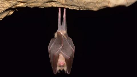 lesser horseshoe bat