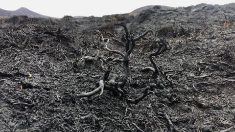 Remains of wildfire