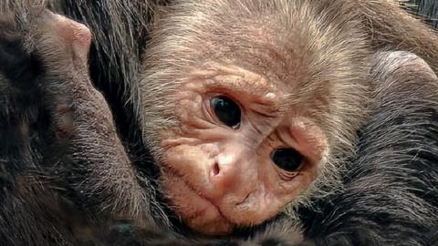 Baby white-throated capuchin monkey