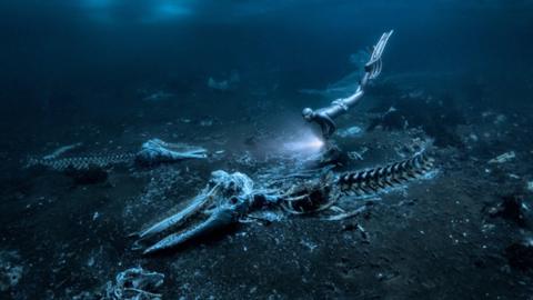 A free diver examines whale bones on a sea bed