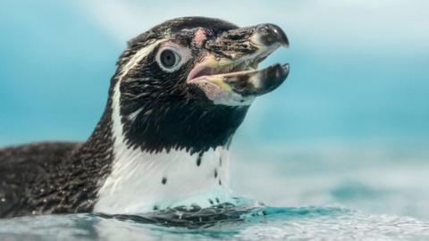 Close-up of swimming Humboldt penguin with opened beak. The mouth and tongue are lined with teeth-looking structures which are actually soft keratin spikes - papillae. These backward-pointing spikes help the penguin to swallow fish.