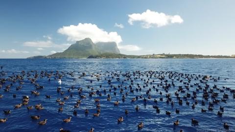 On a remote island in the Tasman Sea Liz Bonnin meets the scientists battling to save Flesh-footed Shearwater chicks from the devastating effects of plastic pollution.