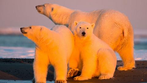 Polar bears