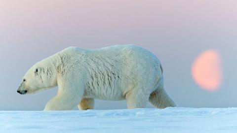 Polar bear (stock image)