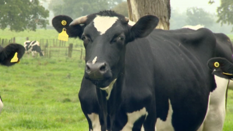 Cows at a Shropshire farm
