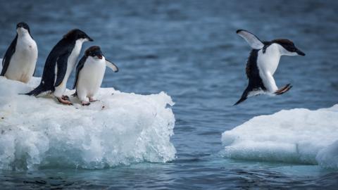 Adelie penguin jumping between two ice floes