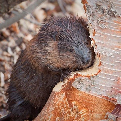 American beaver