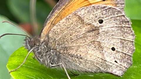 A female Meadow Brown butterfly with three spots, and another with no spots