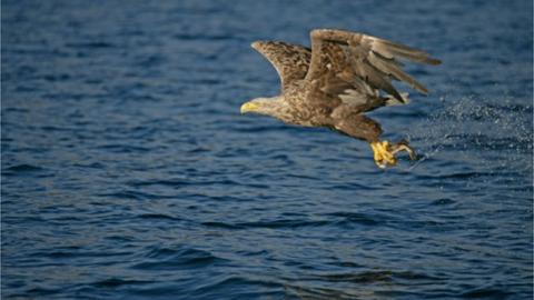 White-tailed Sea Eagle