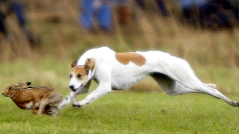 A hound chasing a hare