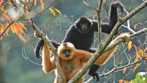 Males are jet black; females are golden yellow