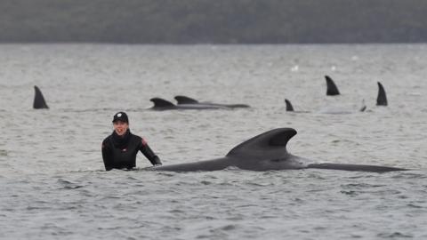 A rescuer stands waist deep in water next to a stranded whale