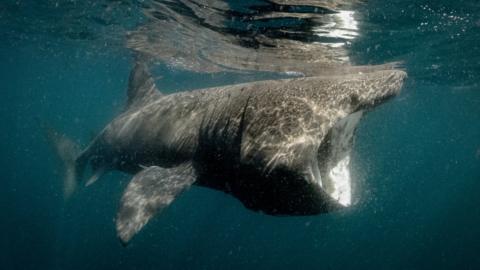 Basking shark