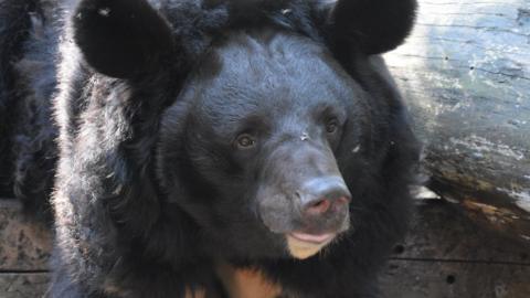 Yampil the Asiatic Black Bear