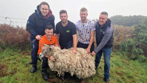 Sheep rescue