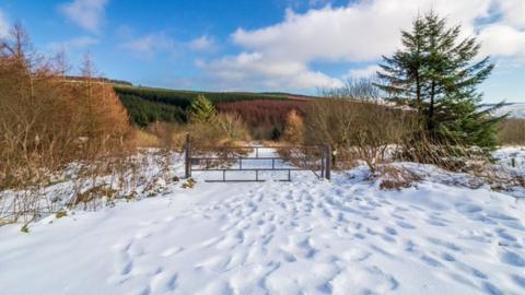 Binevenagh Forest near Limavady was carpeted with snow last weekend