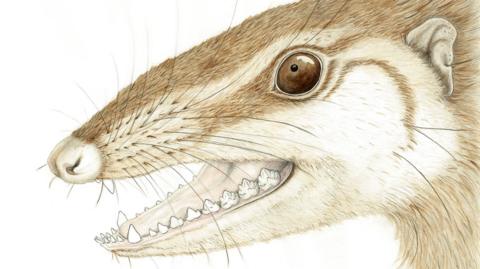 An illustration of Wareolestes rex
