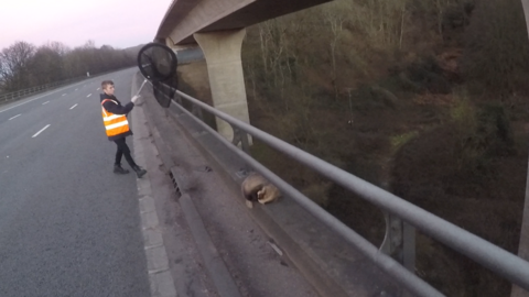 A badger curled up on a ledge on the M5