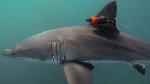 A great white shark with a camera attached to its fin