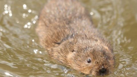 Water vole swimming