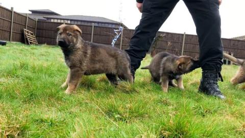 Police puppies