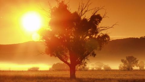 The sun rises over a paddock in Australia