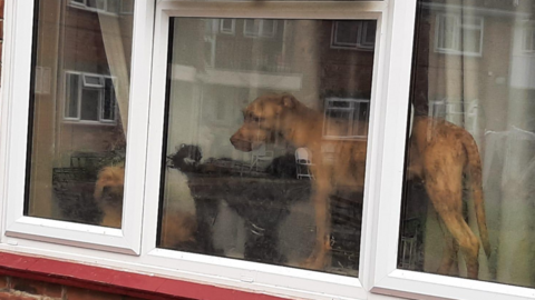 Dogs in the window of the flat