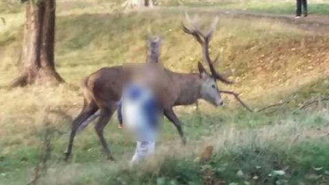 Boy with stag