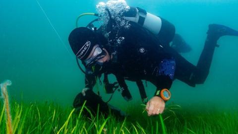 A diver picks Seagrass