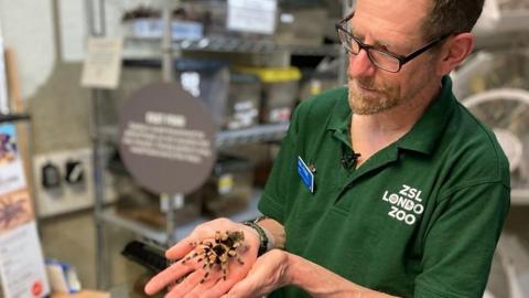 Dave Clarke, Team leader Invertebrates ZSL London Zoo