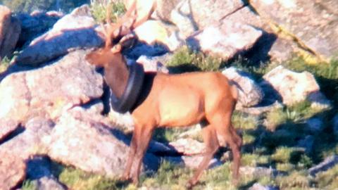 A bull elk with a car tyre around its neck in the US state of Colorado