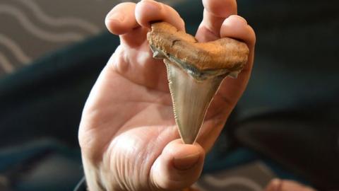 Mega-shark tooth fossil
