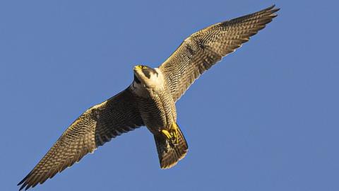 Edith the peregrine falcon