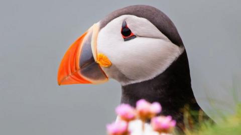 close up portrait of puffin