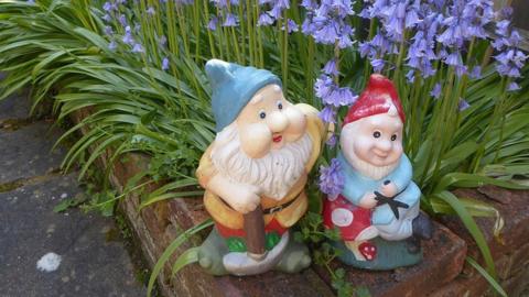 Gnomes and bluebells