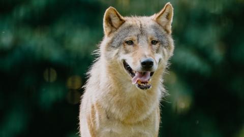 Male wolf looking at the camera
