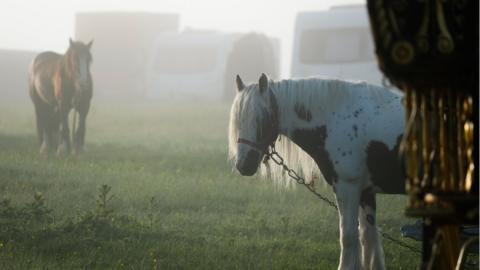 Horses at traveller site
