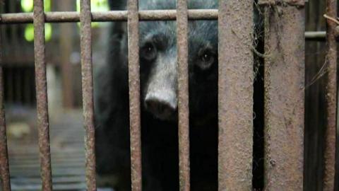 Moon bear in cage