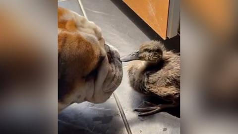 Dog and duck facing each other