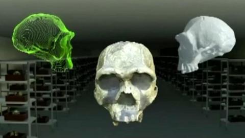 Digital blueprints of prehistoric skulls