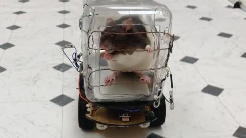 Rat in little plastic car