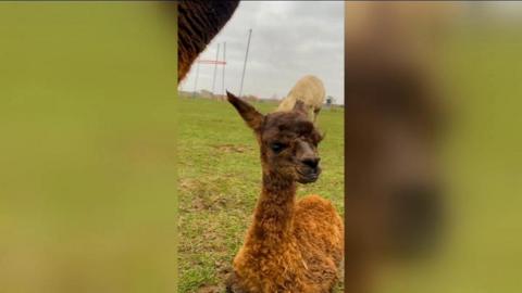 Alpaca cria