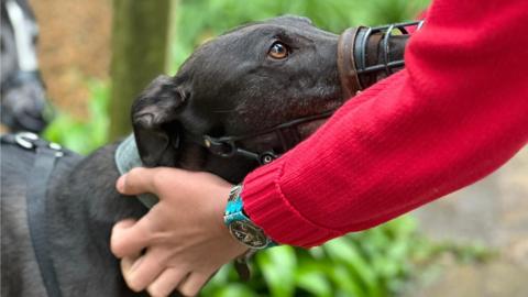 Luna a dark grey rescue greyhound being stroked